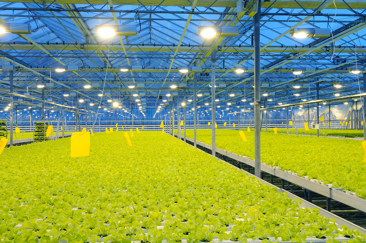 artificial lights help in plant growth